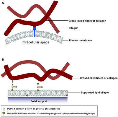 Construction of Cell–Extracellular Matrix Microenvironments by Conjugating ECM Proteins on Supported Lipid Bilayers